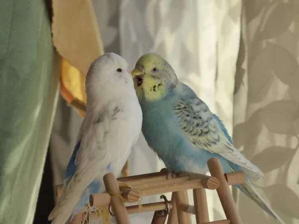 Wellensittich-Bild: Auf dem vorigen Bild war ich noch ein Baby, aber jetzt... hab ich ´ne Frau bekommen ... und die will was von mir ...
Sie heißt Gypsi.(und ich Tweety)