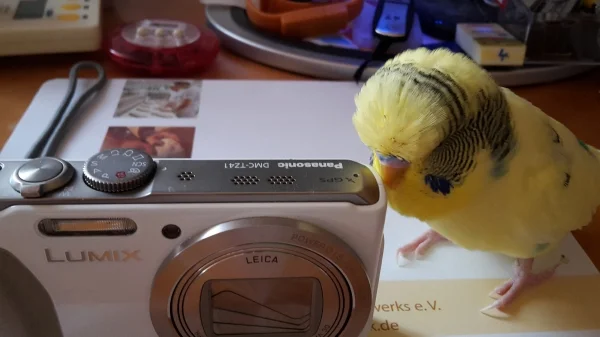 Wellensittich-Bild: ... ,dass ich dich liebe