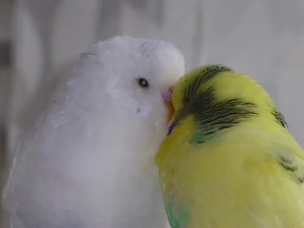 Wellensittich-Bild:  muss Liebe schön sein....