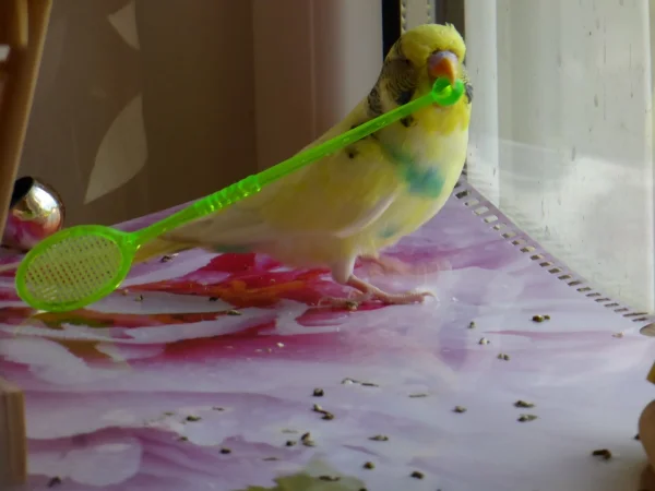 Wellensittich-Bild: ziert euch nicht so