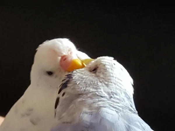 Wellensittich-Bild: Tweety füttert das Baby.