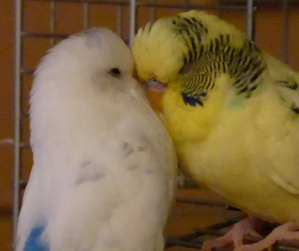 Wellensittich-Bild: die große Liebe, aber wehe wir sind wach .....