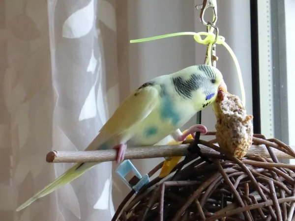 Wellensittich-Bild: ... Mamas Vogelkekse. Richtig toll zum schreddern!