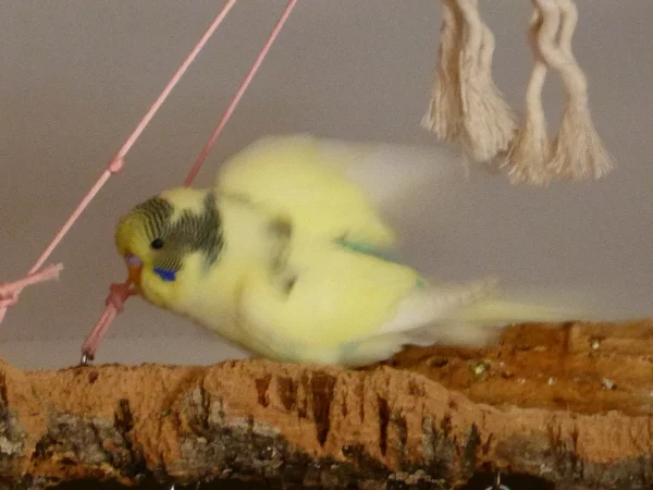 Wellensittich-Bild: ... wann hebe ich denn nun ab?