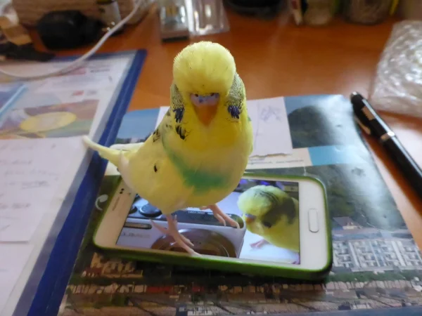 Wellensittich-Bild: steh ich nun auf dem Handy oder der Kamera?
Wer guckt mir denn da unter die Federn? also....