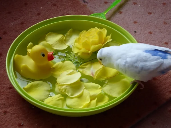 Wellensittich-Bild: dabei ist  heut gar  nicht Sonntag