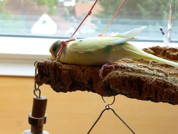 Wellensittich-Bild: ... ich muss noch  viel schlafen. Ich liebe dieses Bett.