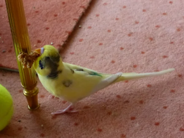 Wellensittich-Bild: mein Vogelkeks