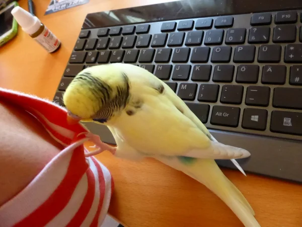 Wellensittich-Bild: mal gucken was sie drunter hat - ohhhh
