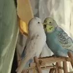 Huuunger .....
