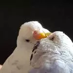 Tweety füttert Jilly