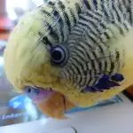 Technik