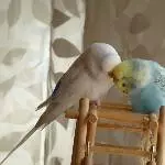 Kuschelstunde