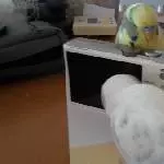 schau mal....