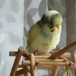 Mama sagt ich soll mich nicht dreckig machen ....