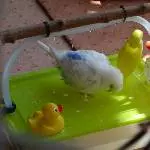 Tweetys erstes Bad
