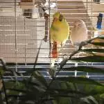 Sunny & Tweety