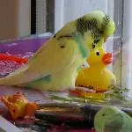 Sunny und die Quitscheente