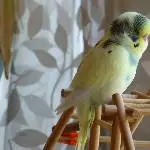 Sunny-Baby schläft sich groß