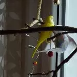 Tweety beim Sport