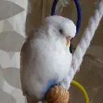 Tweety hoch hinaus