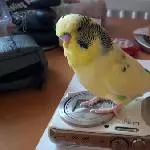 Sunny oben auf