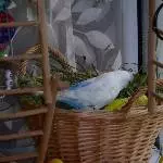 Tweety entdeckt Neues