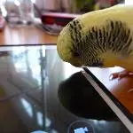 Handyliebe