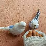 Tweety und Jilly an meinem Gipsfuß