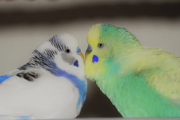Wellensittich-Bild: Vito und Ratz :-)