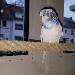Vito's Silvester Frisur
