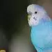 Rübe