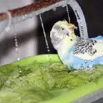 Welli - Wellness