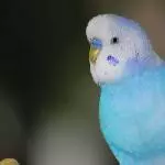 Mein Name ist Rübe