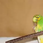 Ein Hallo von Ernie