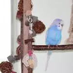 Rübe auf dem Welli-Baum