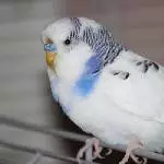Ich bin der Vito