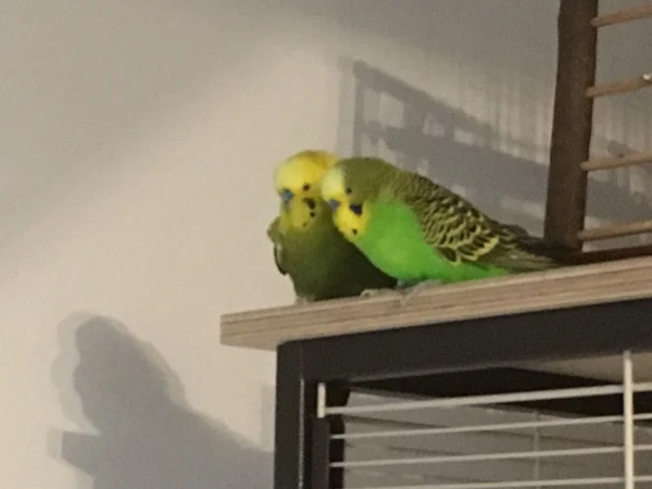 Wellensittich-Bild: Sniki und Marly mal ganz einträchtig