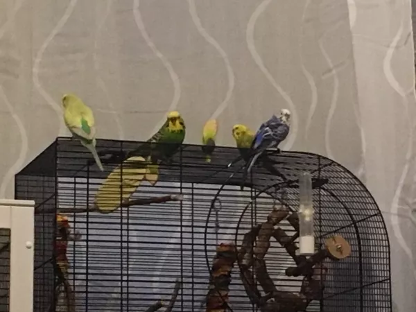 Wellensittich-Bild: Joli, happi, Sniki und Kleiner (v.l.n.r.)