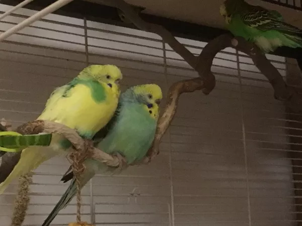 Wellensittich-Bild: Die beiden Neuen gehen, was kuscheln anbetrifft, mit guten Vorbild voran