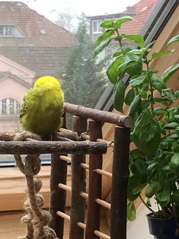 Wellensittich-Bild: Sniki auf seinem Lieblingsplatz, leider ohne Sonne