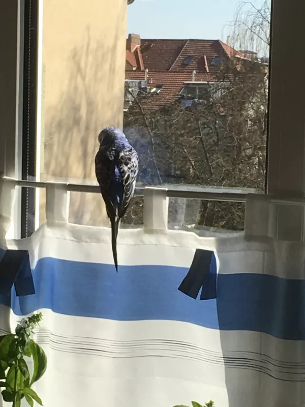 Wellensittich-Bild: Kleiner auf seinem Lieblingsplatz am Fenster