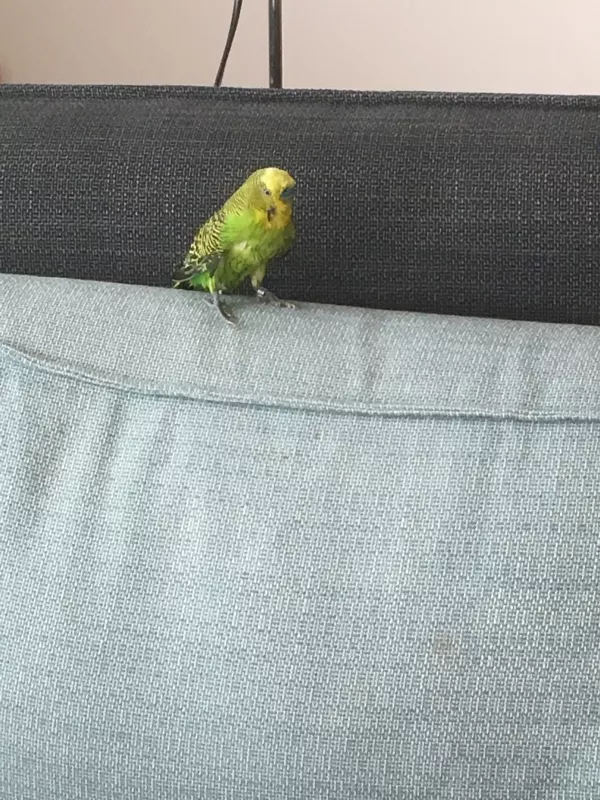 Wellensittich-Bild: Marlys Notlandung auf dem Sofa; nach einem Bad fliegt es sich doch etwas schlecht