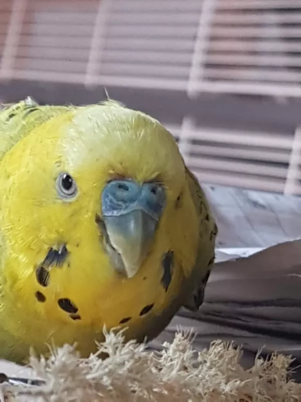 Wellensittich-Bild: Sniki ganz aus der Nähe beim Hirse mampfen