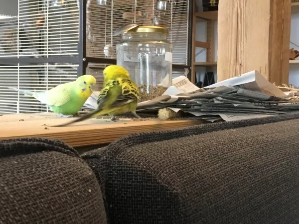 Wellensittich-Bild: Na, wer hat da den Körnervorrat und die versteckte Hirse entdeckt?
