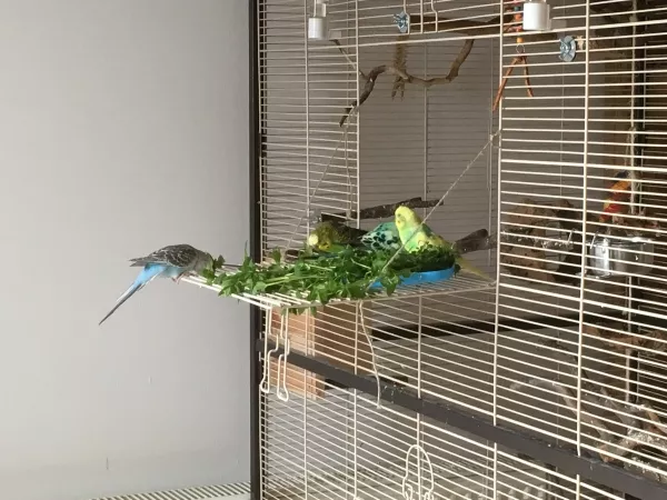 Wellensittich-Bild: Die Bande freut sich über Vogelmiere, die ist so wunderbar vielseitig: Man kann sie fressen, schreddern oder sie als Waschlappen benutzen