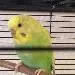Album von 2littleBirdies
