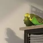Kuschelzeit unter Kerlen