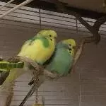 Die beiden Neuen kuscheln gern