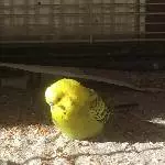Solar-Sittich 